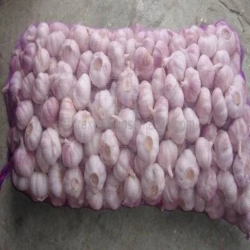 Red Onion At All Sizes for Sale