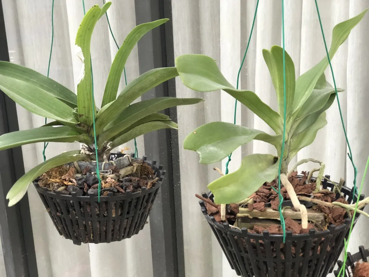 Wholesale orchid pot plastic size 250 flower orchid flower with pot Pots flower Orchid GL-A25