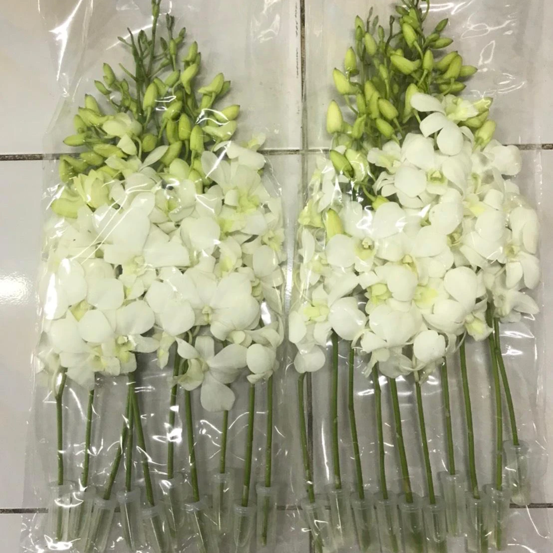 Орхидеи свежий