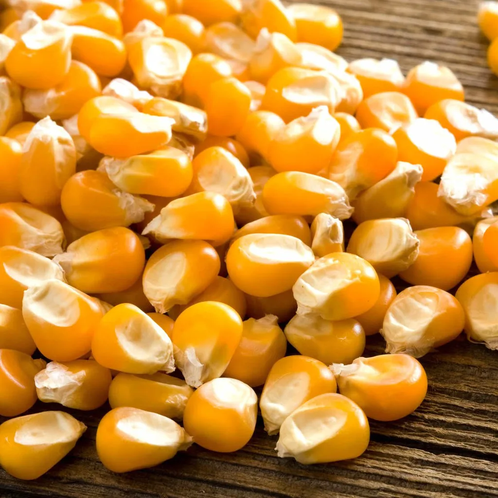  Высококачественная Желтая Кукуруза для продажи