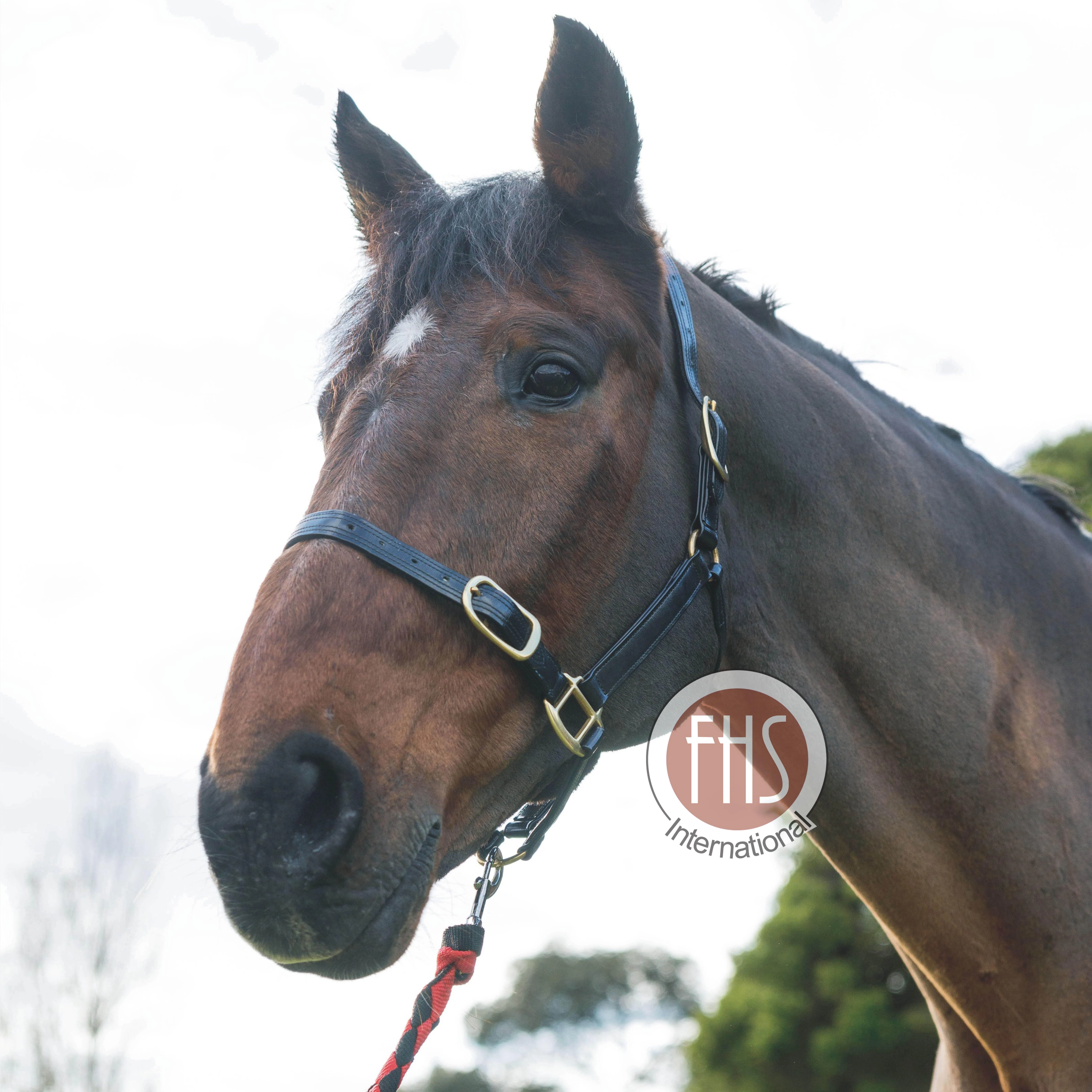 PVC Horse Halter