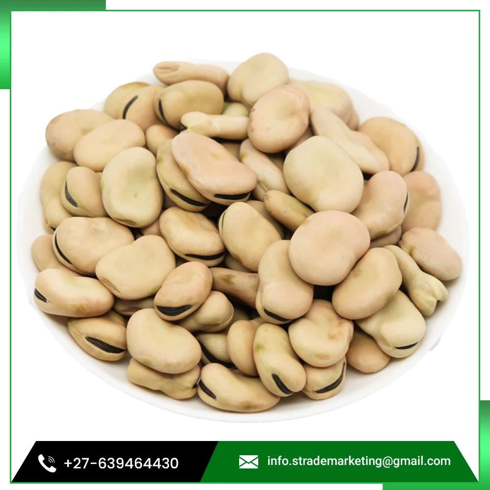 
Bulk Green Fresh Fava Peeled Broad Bean 