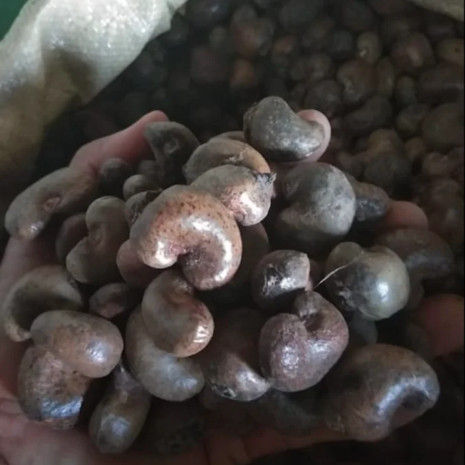 Cashews Nut In Shelled