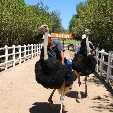 Fertilized Ostrich Eggs Ostrich Chicks and mature ostrich for sales