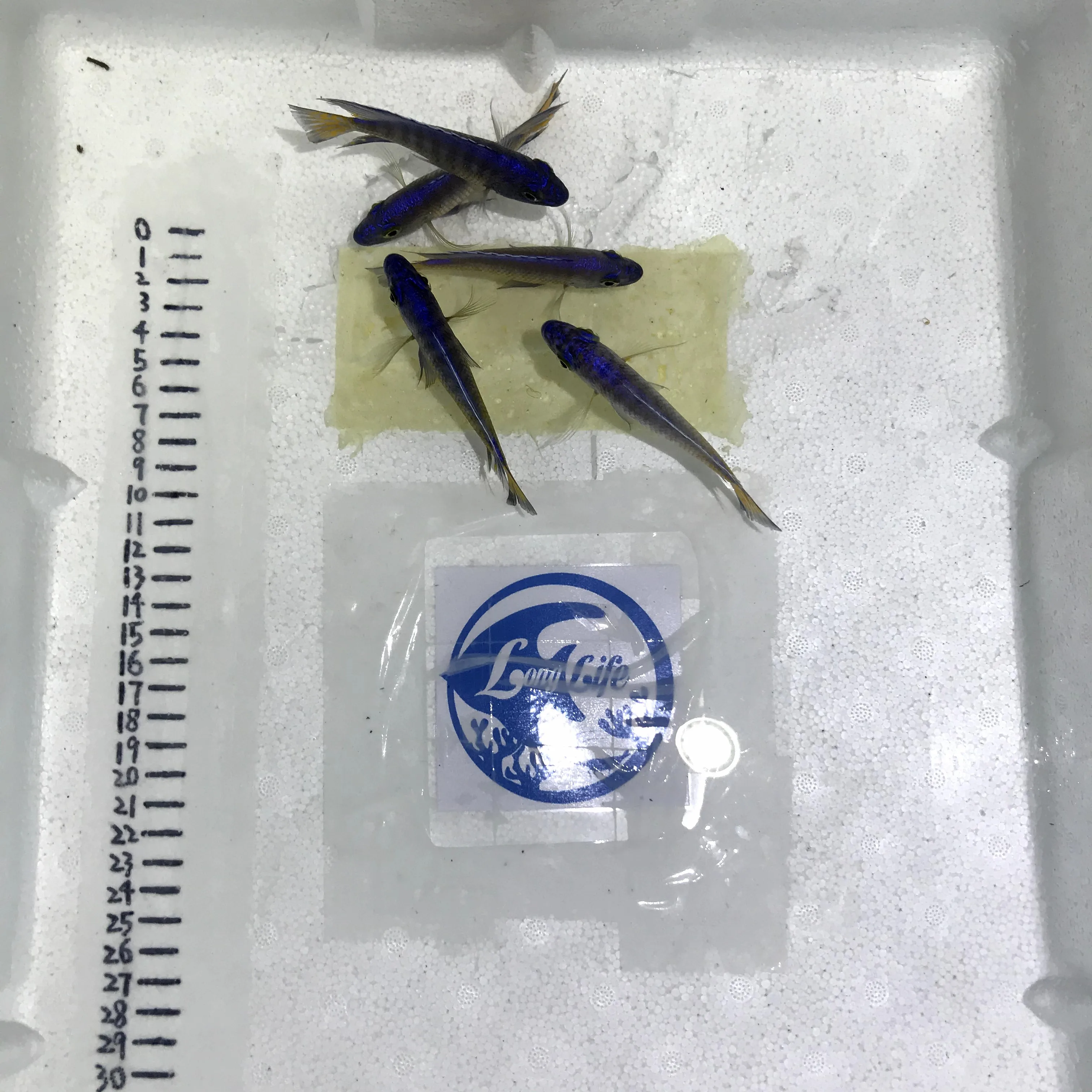 
Farm bred Aulonocara stuartgranti 