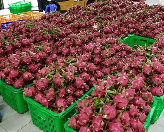 Высокое качество/Свежий фрукт дракона от компании GIA Нгуен