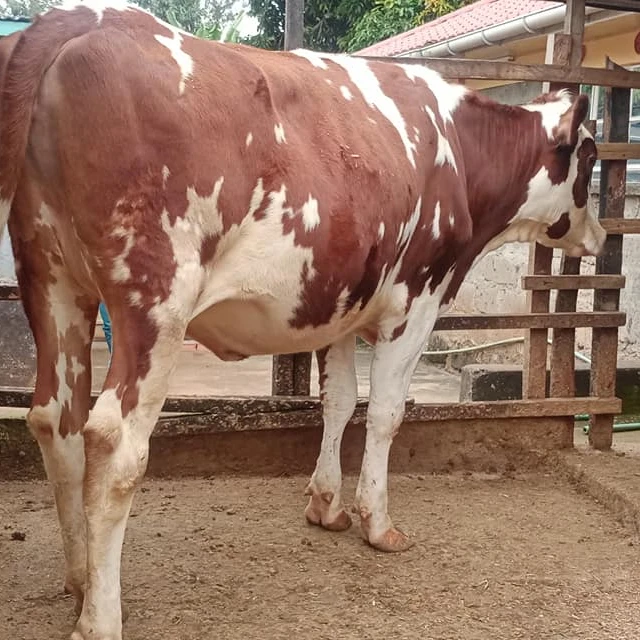
Ayrshire Bulls Pregnant Heifers with calf 