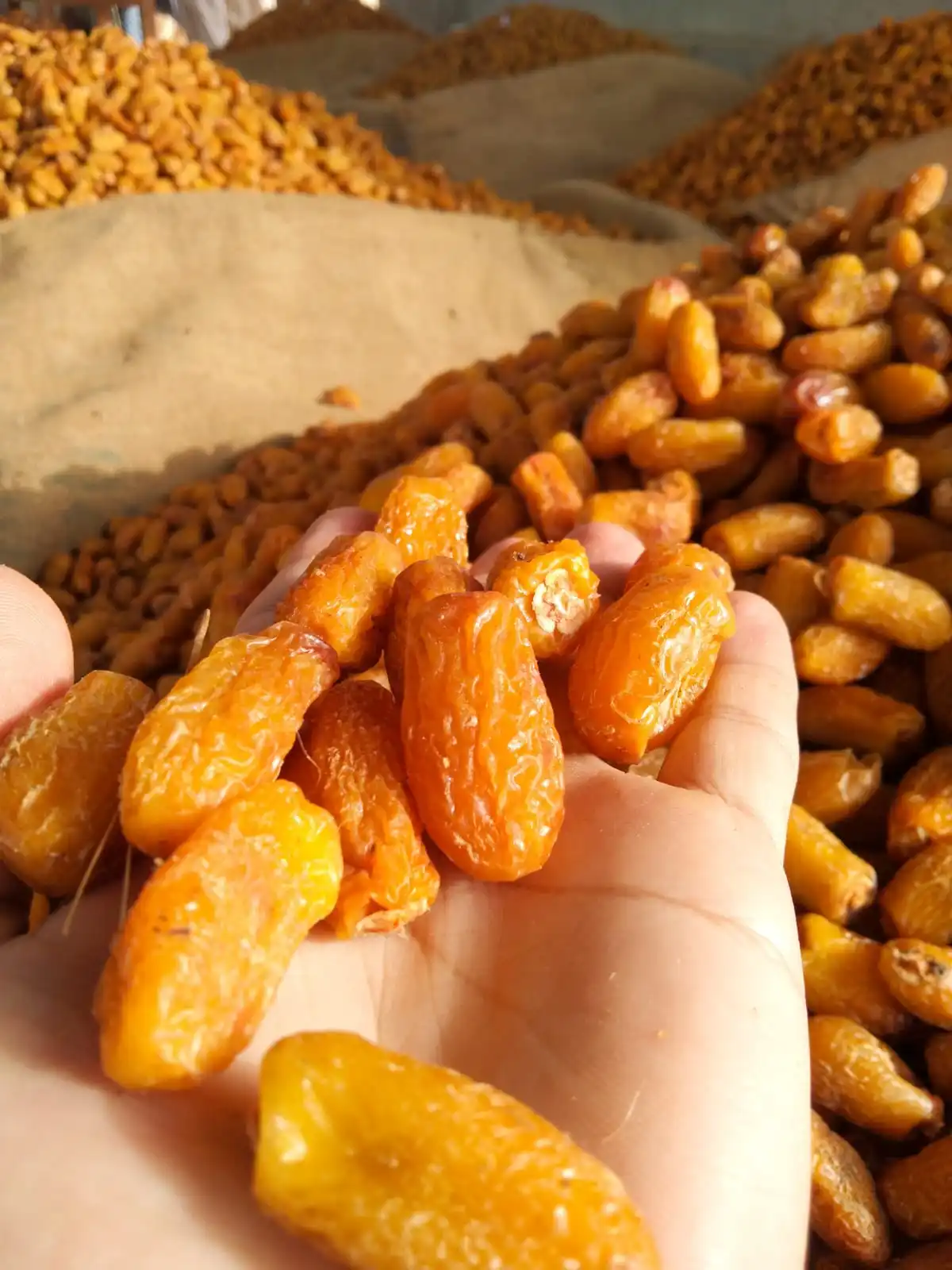  Пакистанские желтые сушеные даты свежий урожай 2021-22 Премиум-качества большой размер RANGKAAT желтая CHUWARA CHUARA категория A