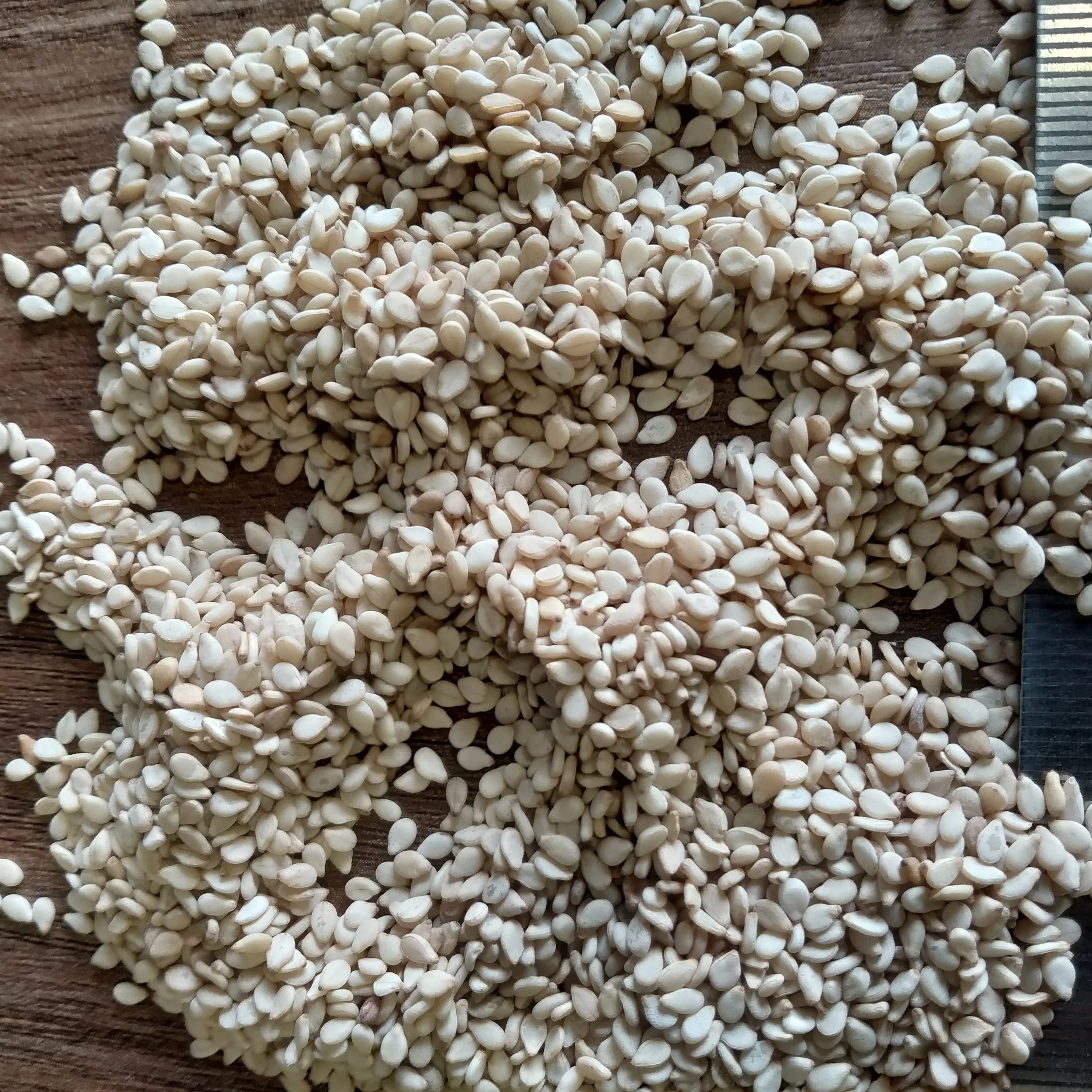 Fresh and Natural White Sesame New Crop Organic White Seed At Low Rate With White Sesame At India