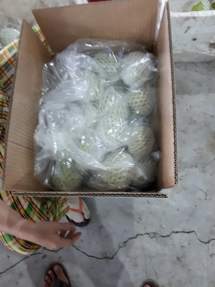 Свежий сладкий гуава + 84963818434 whatsapp