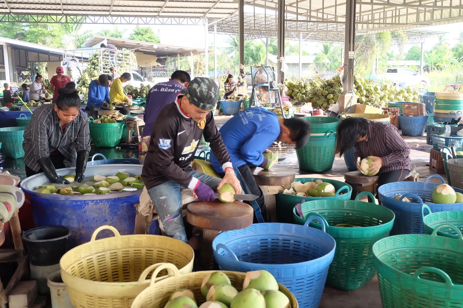 Fresh Coconut Cut Cones Shape/ Coconut Tender/ Green Young Coconut From Vietnam (+84 869 734 186)