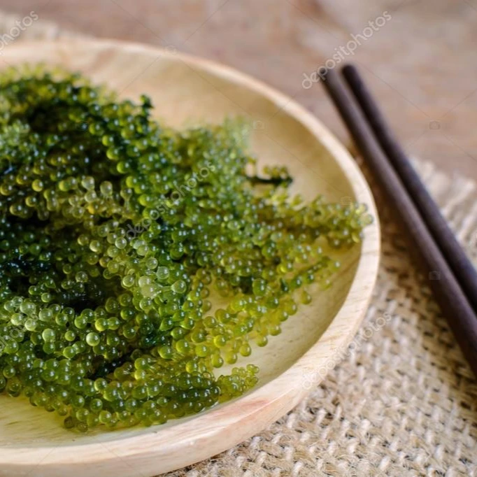 SEAGRAPES сделано во вьетнаме по низкой цене (UMIBUDO/зеленая Икра/Латок) мисс Ниан Whatsapp + 84 363 210 230