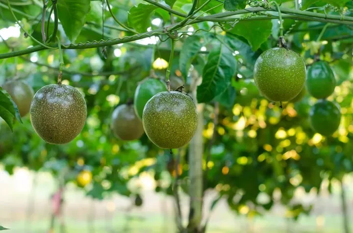 Vietnam frozen passion fruit juice is a nutritious tropical fruit, exported to many markets such as EU, US, ASIA.