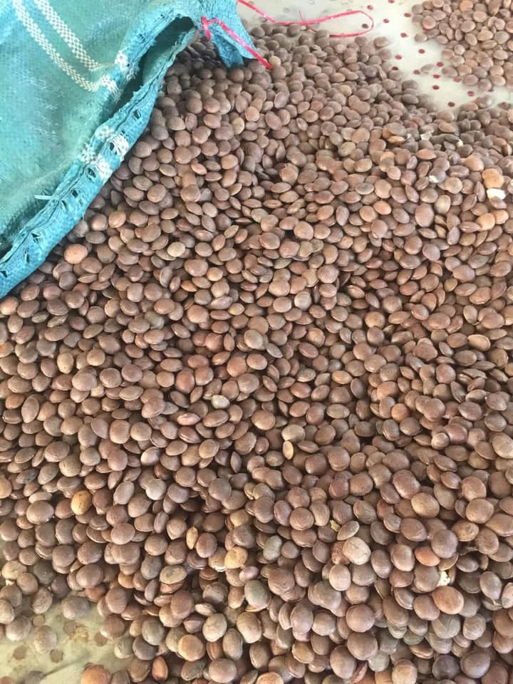 Жареные орехи индийские вьетнамские белые Sacha Inchi Plukenetia объемные из Вьетнама 0084947900124