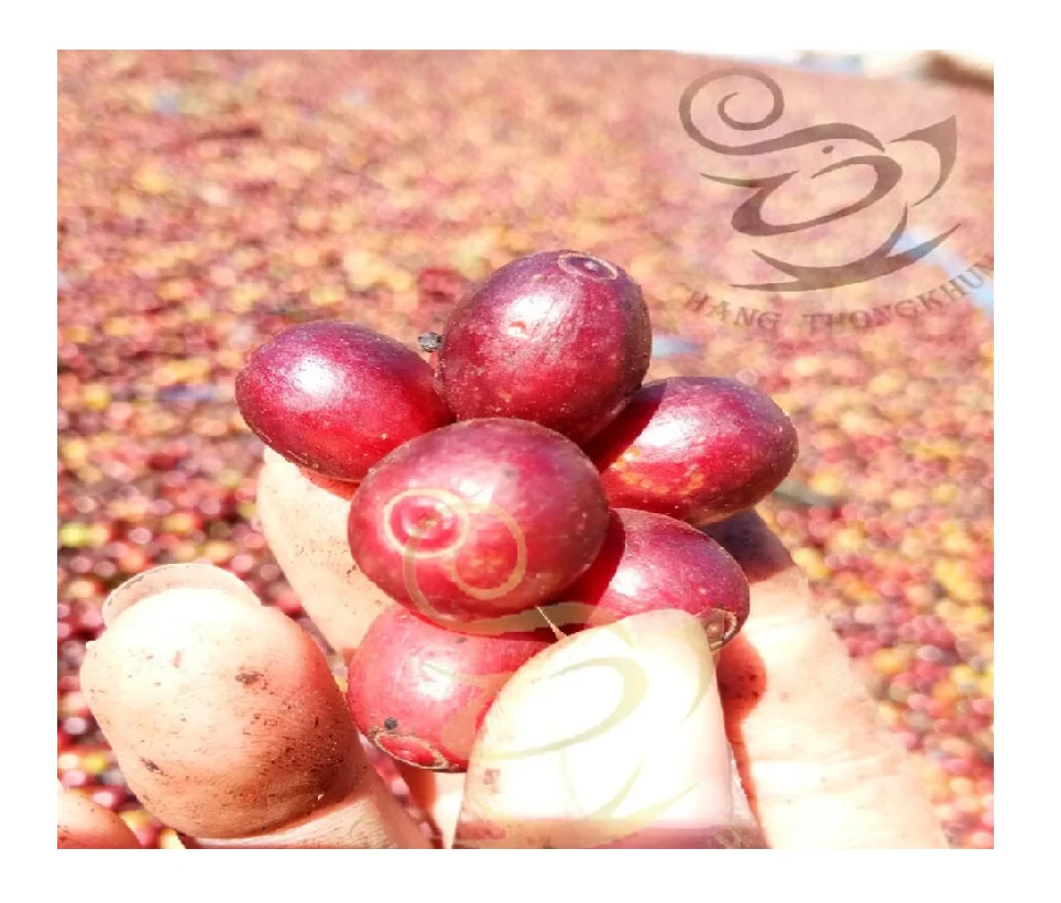 The Best Quality of Thailand product of  Premium Arabica Green Coffee Beans by Changthongkhum