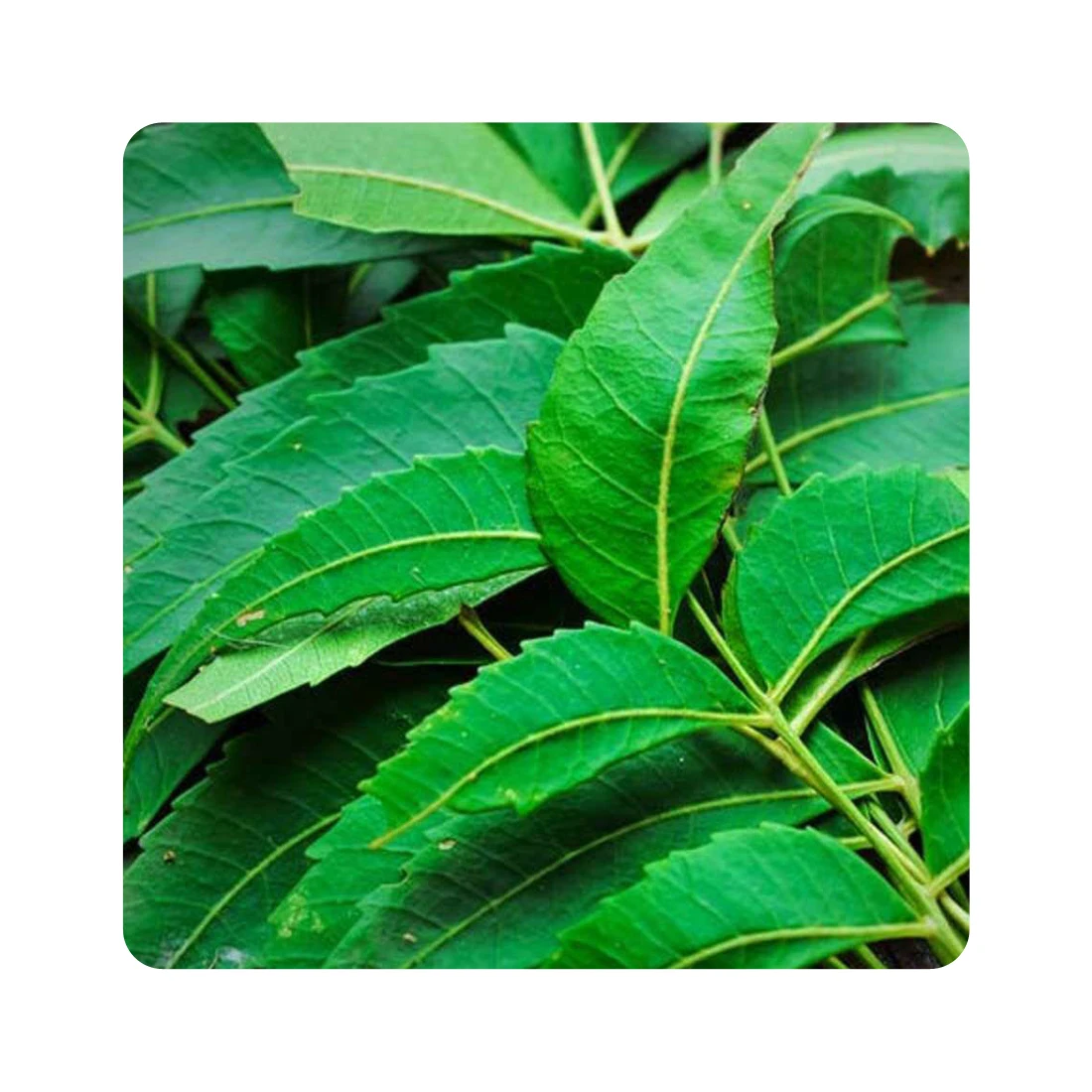Best Quality Organic Pure Neem Leaves Powder for Silky Hair & Hair Care Manufacturer private label OEM Indian Herb