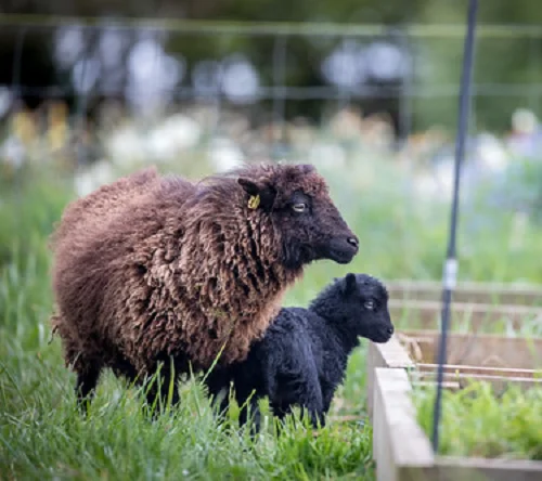 Ouessant sheep,cow,camel,sheep,goat,ox,bull