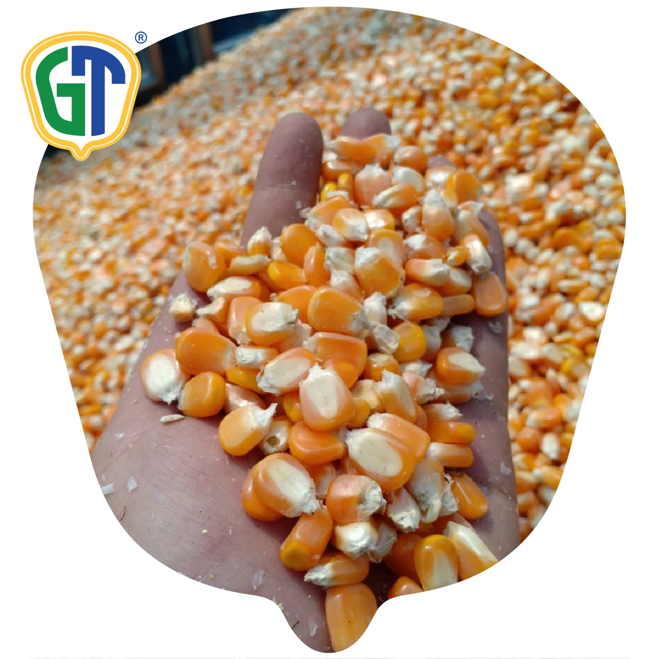 Hybrid f1 Heat Resistant  Yellow Corn Seed Vegetable Seed Maize Seed