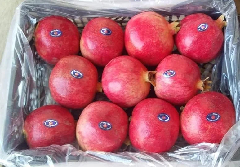 
CHEAP EGYPTIAN POMEGRANATE 