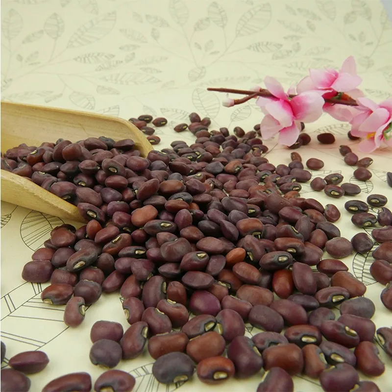 FRESH GREEN MUNG BEANS / COWPEA / VIGNA BEANS