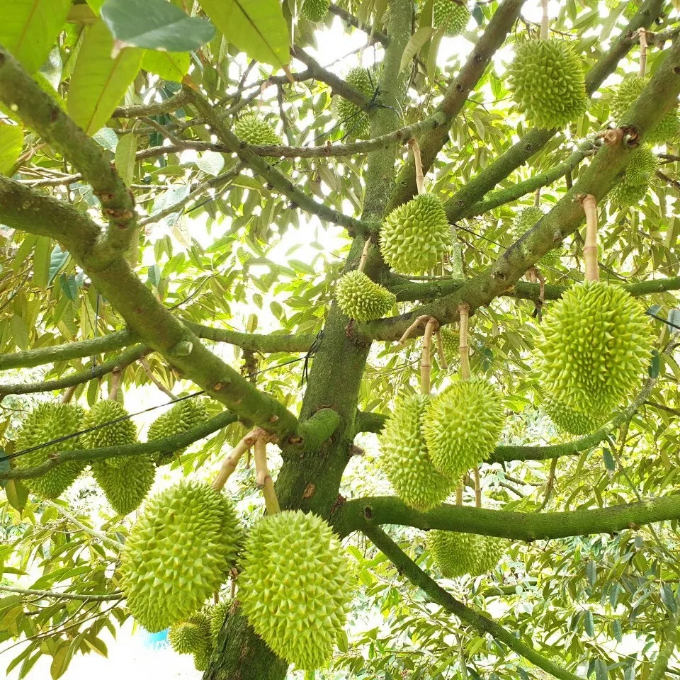 Monthong/ Dona Vietnam Durian fresh fruit- Premium, high quality, clean farming, Global GAP, prestige, attractive price