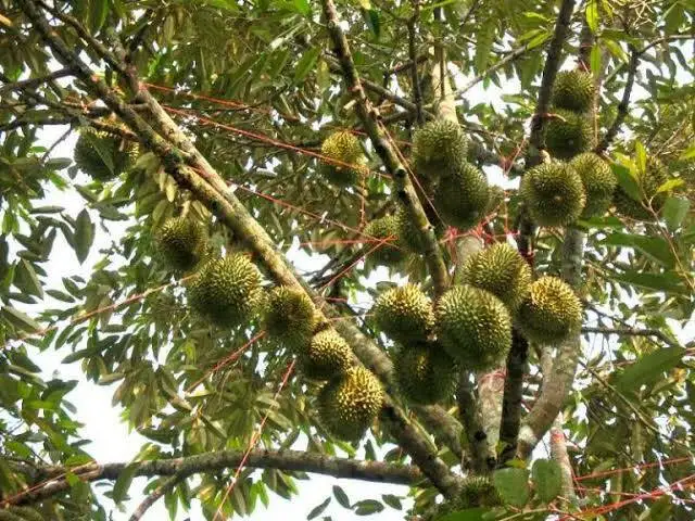 
Best seller Fresh durians Premium grade from Thailand By SP Organic International 