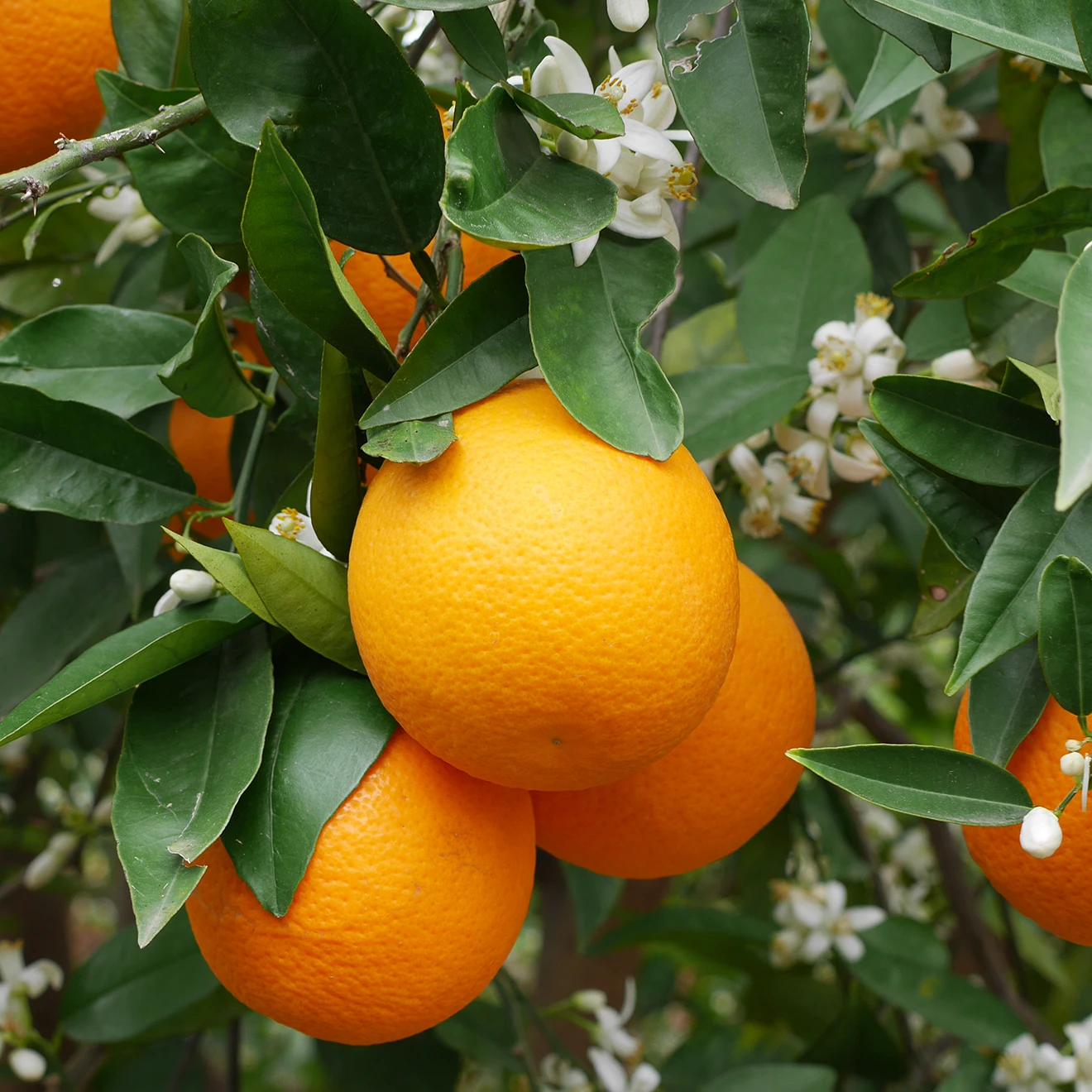 Premium Valencia Late Oranges with leaves. Global Gap Certification Sustainable Agriculture Certfication