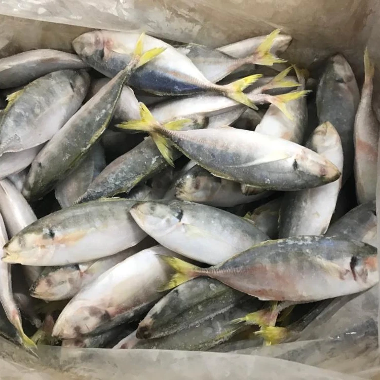 Frozen Scad Fresh Fish