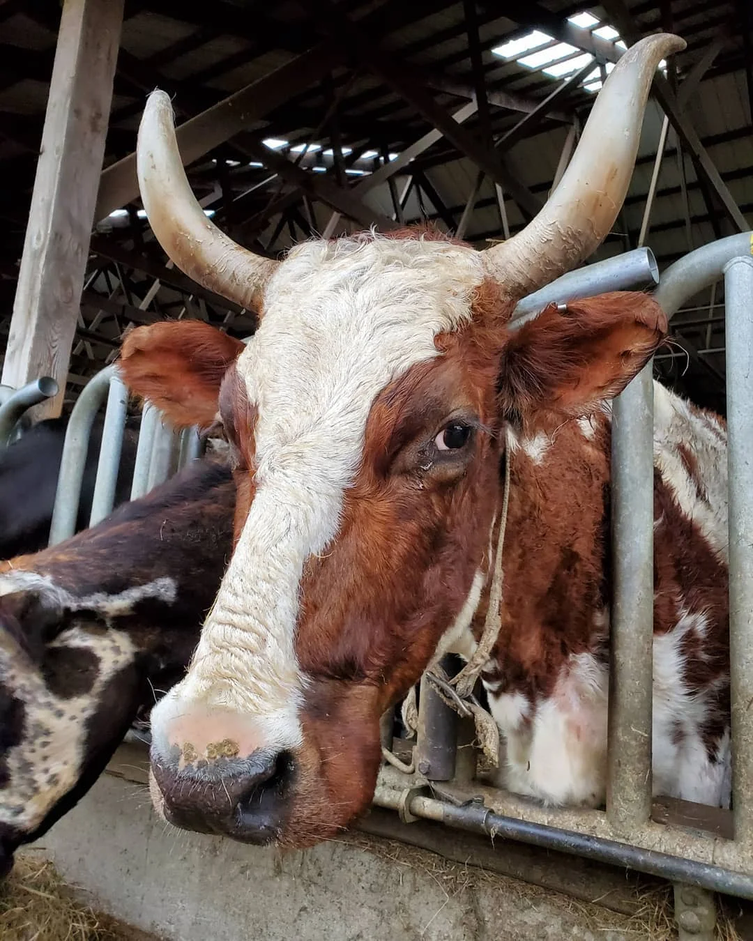 
Pregnant Ayrshire Cattles Heifers Bulls and Calfs 