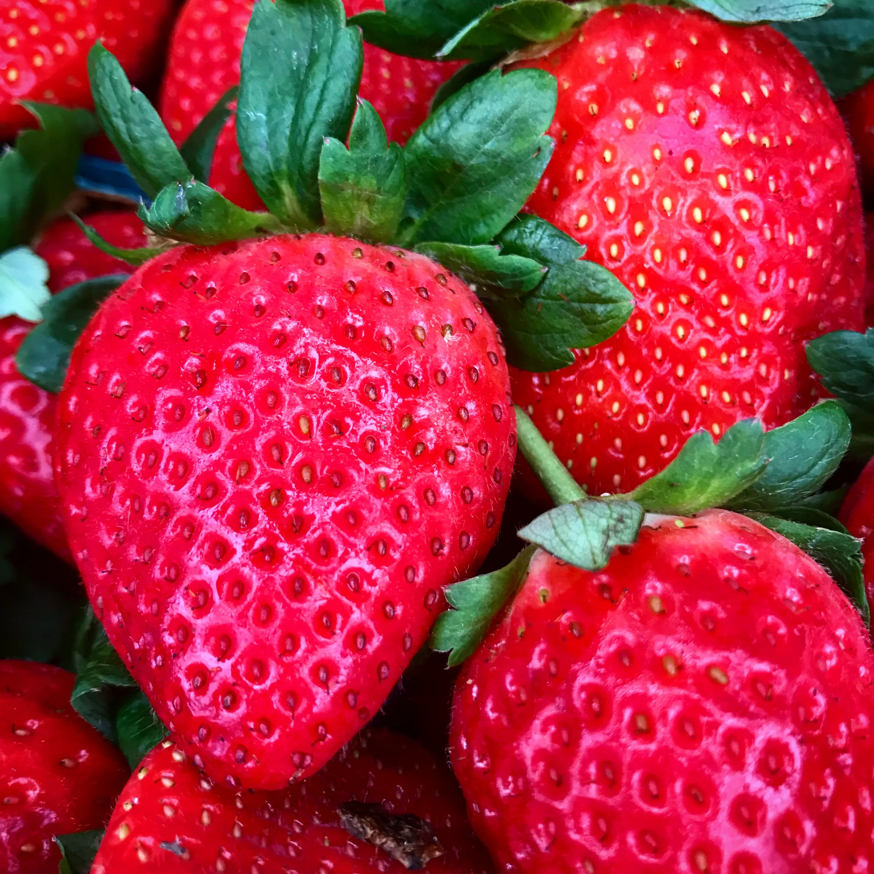 Fresh Strawberry