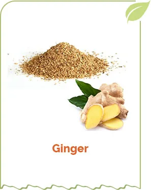 Dry Ginger Rhizome Zingiber officinale Ginger Powder TBC 4-8 mm sifted for cough and cold immunity booster