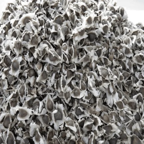 Moringa /Oleifera Seeds  for  Oil Extraction use  from India Agri Farm