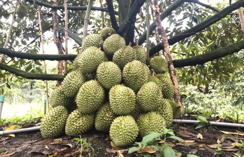 Fresh Durian Vietnam with 100% Organic High Quality and Best Price for export