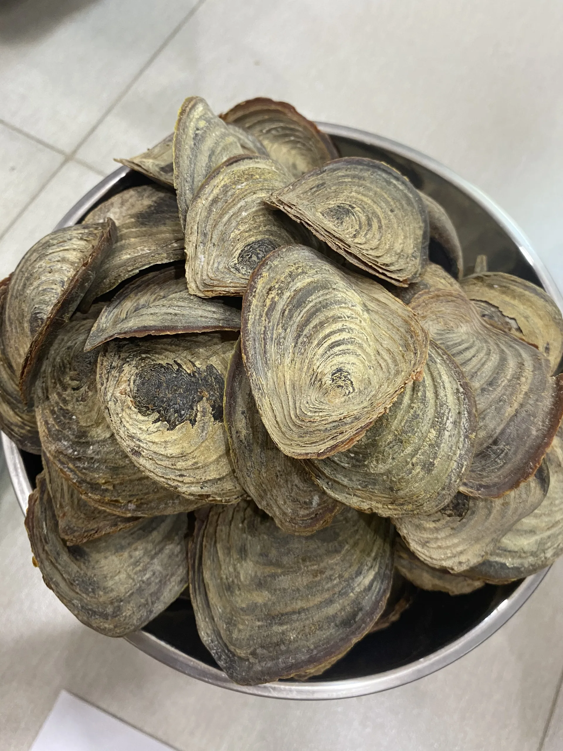 Cheap Wholesale Seashell Murex Operculum Murex Snail Dry / Ramose murex snail and Chicoreus ramosus on the Shores