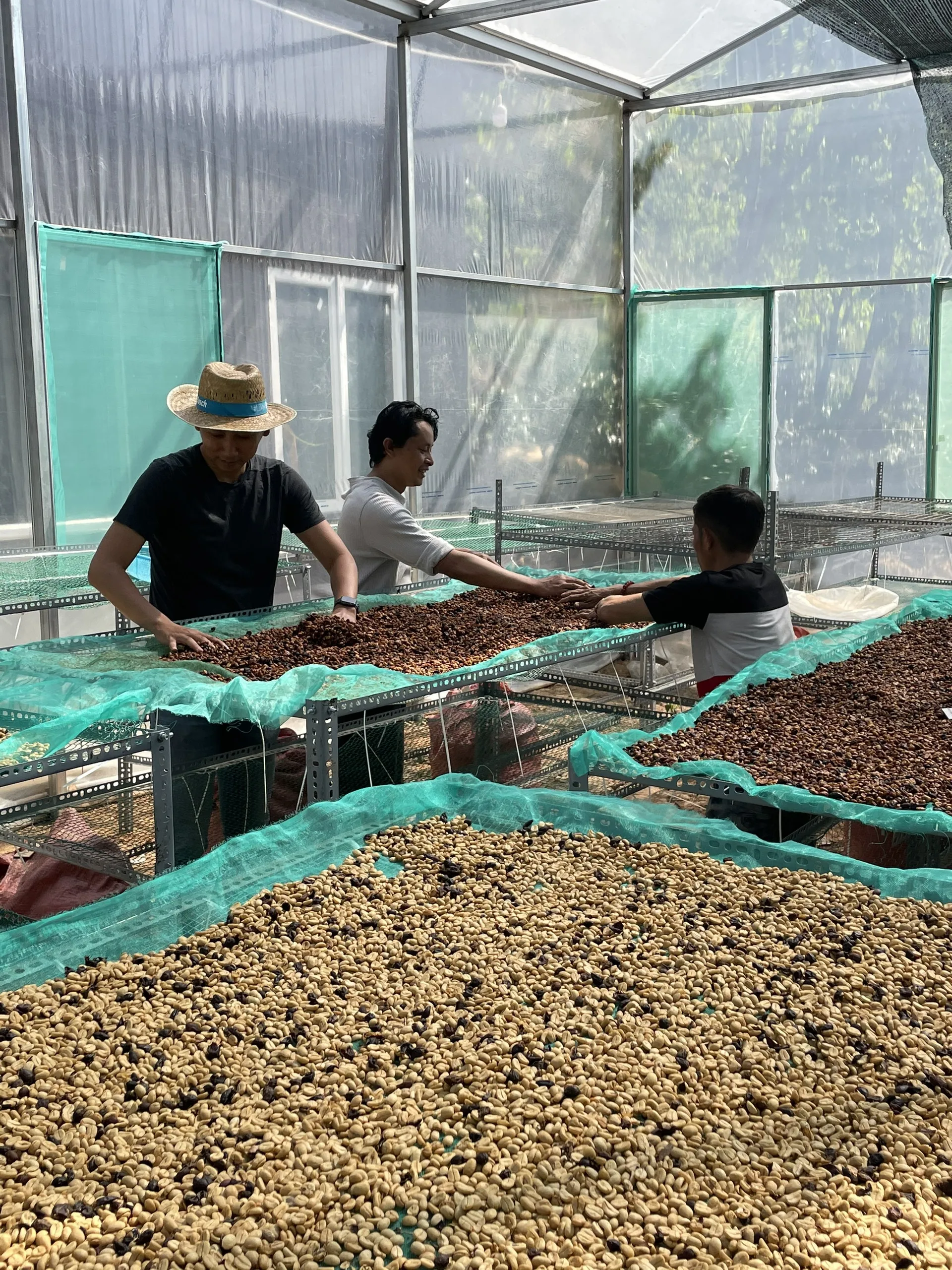 Arabica Green Coffee Beans High Quality Catimor Arabica Green Coffee Beans Fully-Washed Processing S16/18  from Vietnam