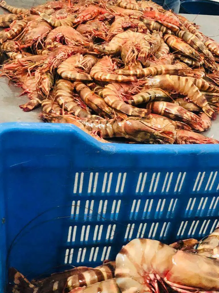 Ocean Tiger Shrimps Fresh Head On Shell On Net Weight Net Count Custom Packing Best Quality Size U4 U5 U6 U8 U10 U12 U15 U20