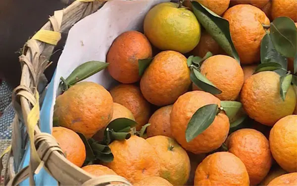 Ha Giang Province Orange made in vietnam 100% Natural Organic Cultivation type Wholesale Hot 2022