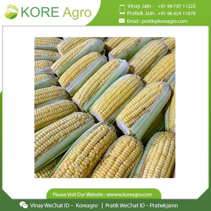 
Non-Glutinous Yellow Corn Maize Seeds 100% Natural Quality Corn Seeds For Poultry Animal Meal 