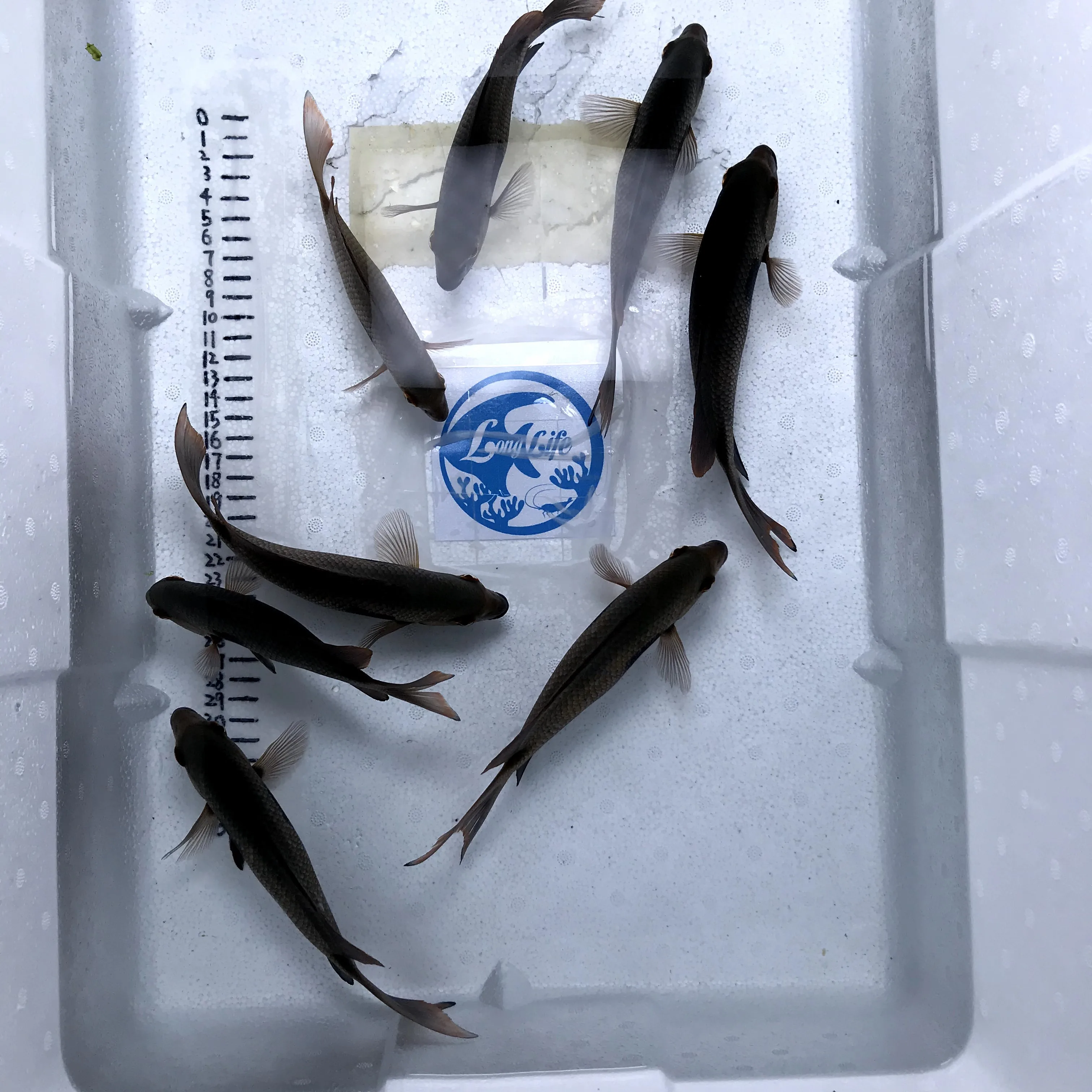 
Farm bred Paretroplus maculatus Madagascar Cichlids For sale 