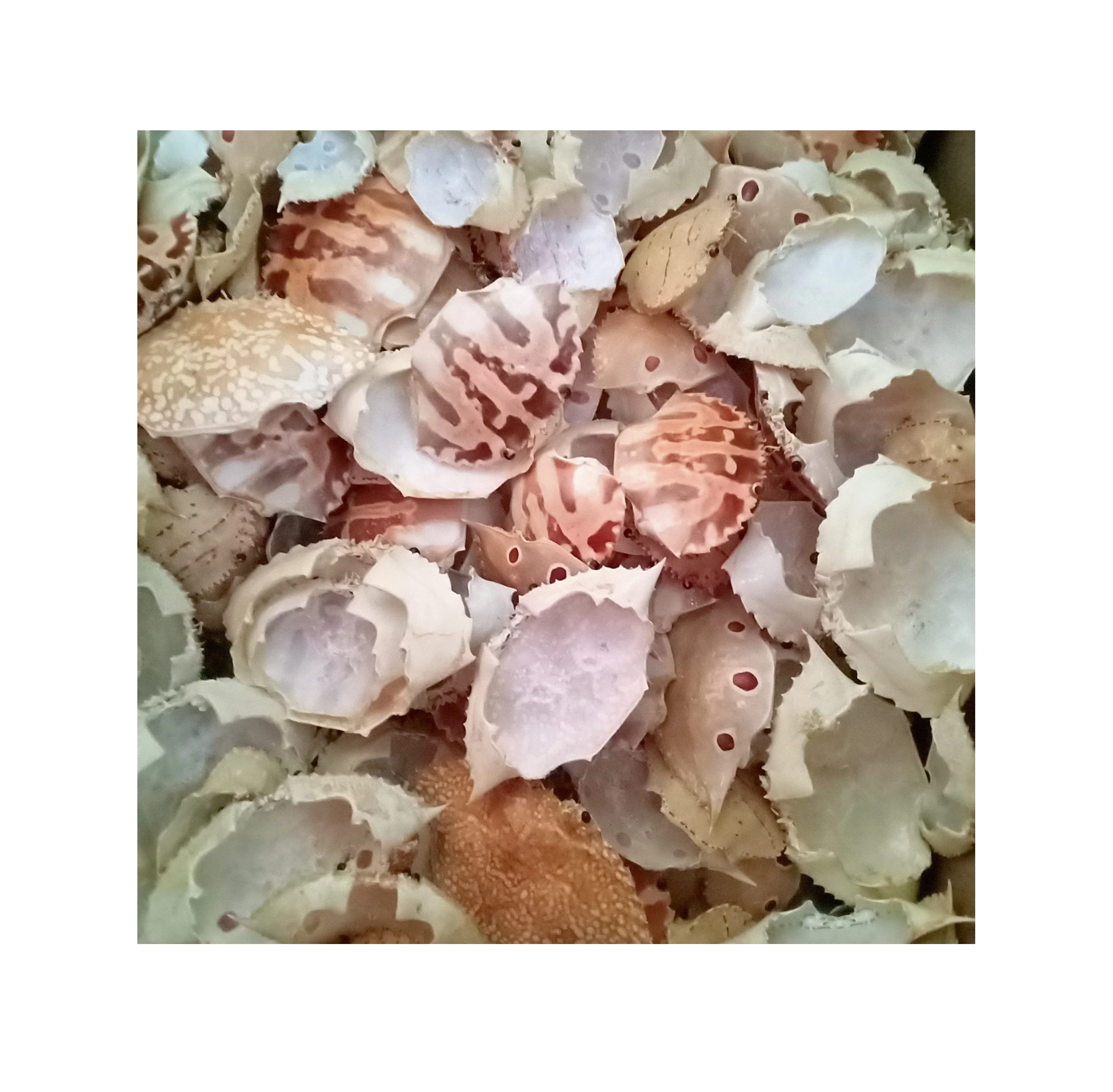 Сушеная раковина краба/качественная раковина краба/сушеная раковина краба от производителя и экспортера из Вьетнама