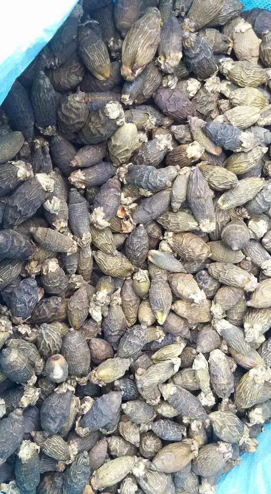 Высококачественный высушенный betel/молодой вареный Betel Nut из Вьетнама