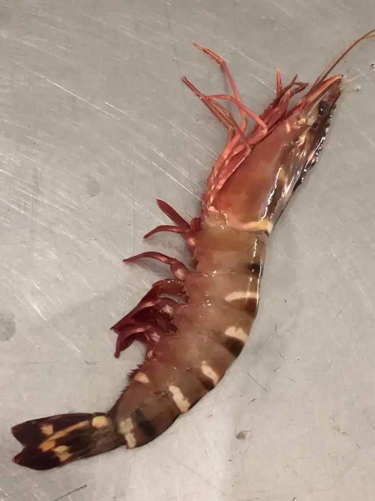 Ocean Tiger Shrimps Fresh Head On Shell On Net Weight Net Count Custom Packing Best Quality Size U4 U5 U6 U8 U10 U12 U15 U20