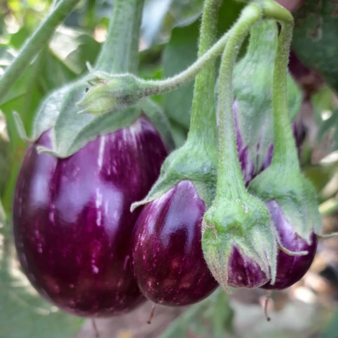  Семена гибридных баклажанов LS999