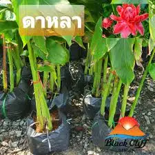 
Organic Farm Planting Red Torch Ginger Tropical Dahlia Flowers 