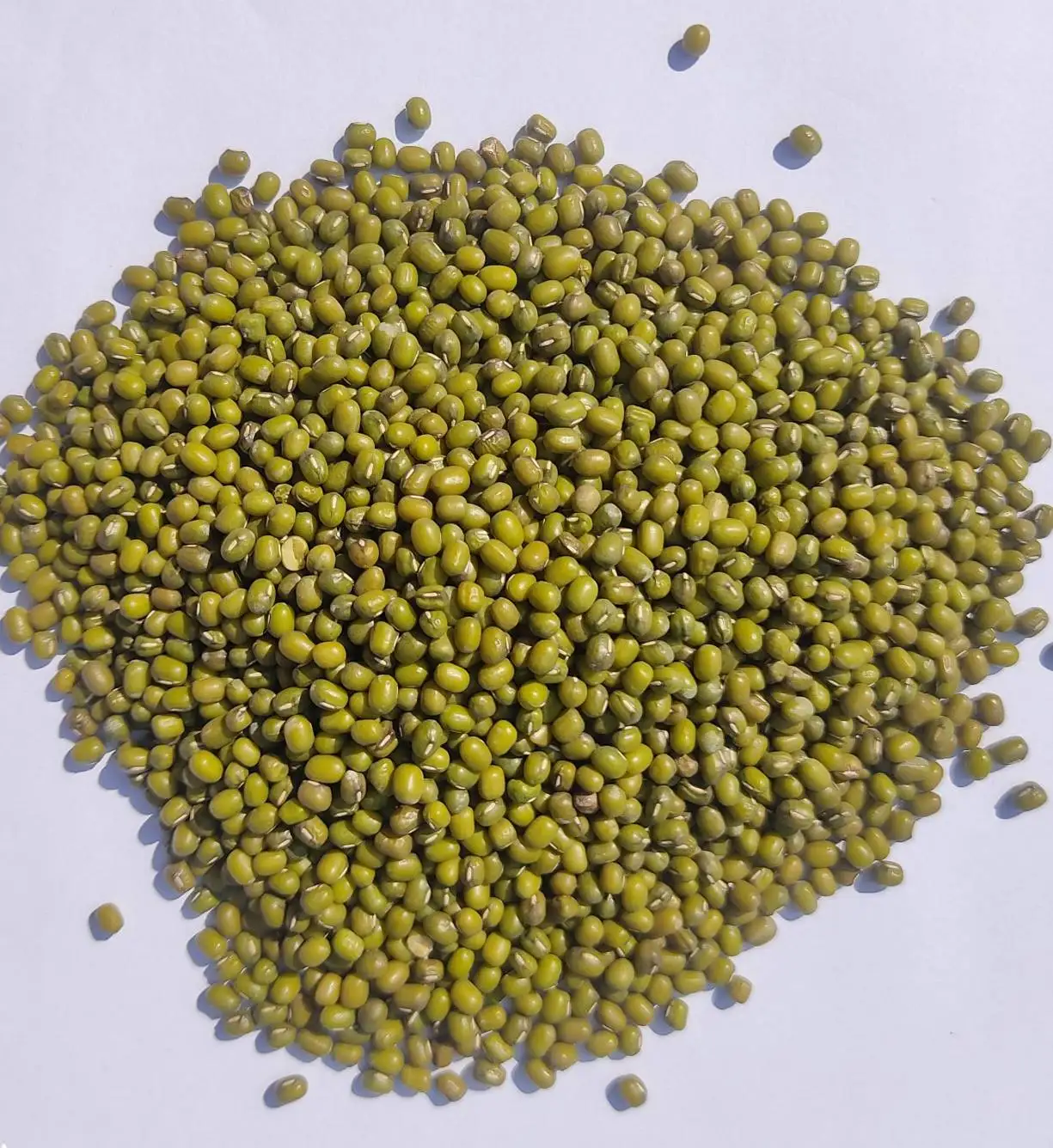 
High Quality New Crop Thailand Green Mung Beans with FORM E for export to China Whatsapp +66992694444 