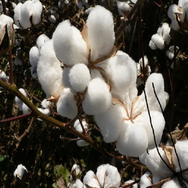 
100% Natural Raw Cotton Exporter 