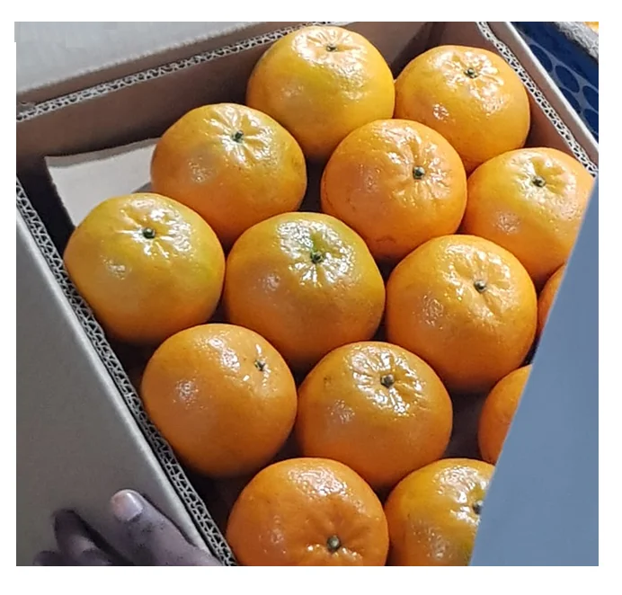 Best Quality Special Pakistan sweet Pure Organic Mandarin Orange tangerine Factory price Fresh