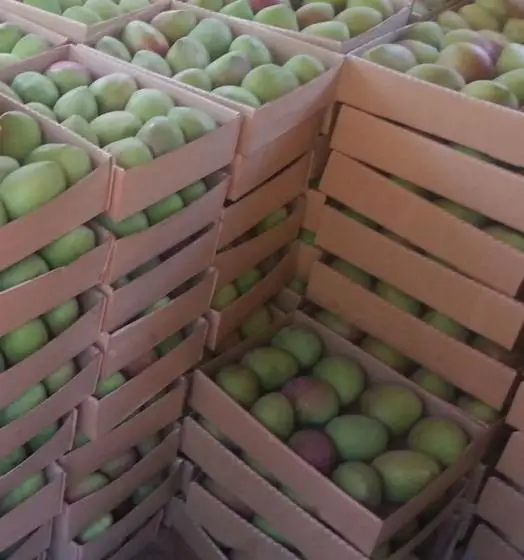 Fresh Mango 100% Natural and Best Price