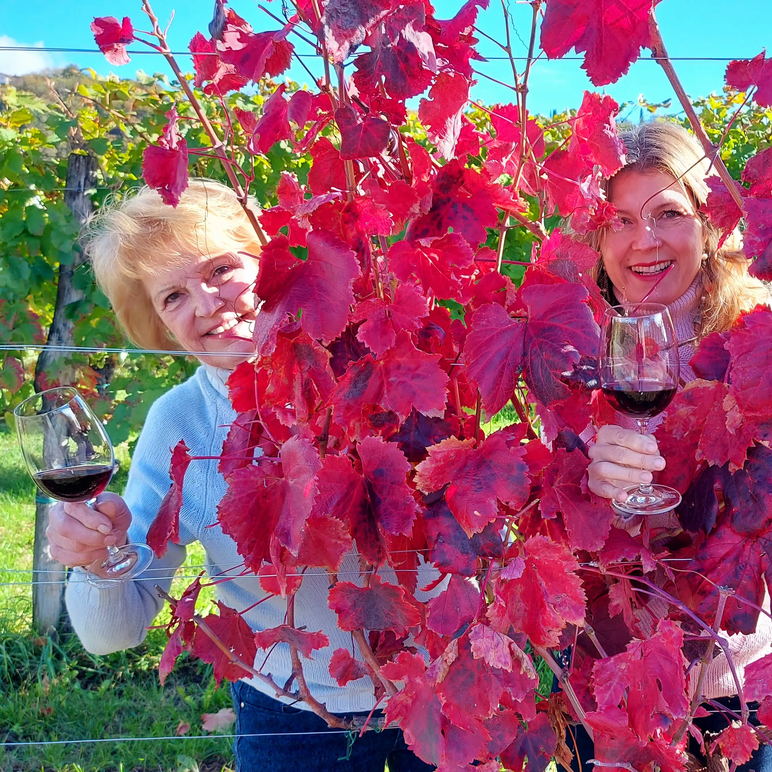 Vigna Petrussa Unique Special selection quality SCHIOPPETTINO DI PREPOTTO doc 1500cl Italian Red Wine for restaurant bar