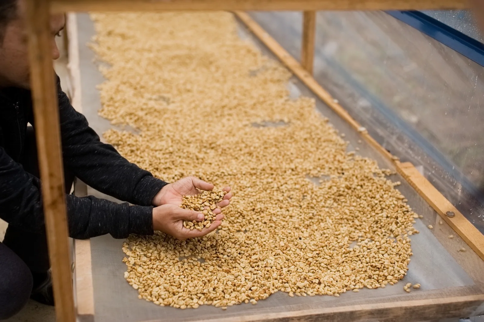 Высокое качество, конкурентоспособная цена, сертифицированные продукты, Арабика, зеленые кофейные зерна с сроком годности 12 месяцев